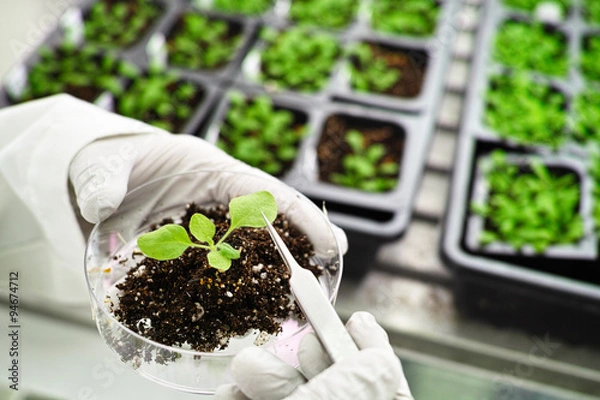 Obraz model plant in the growth chamber