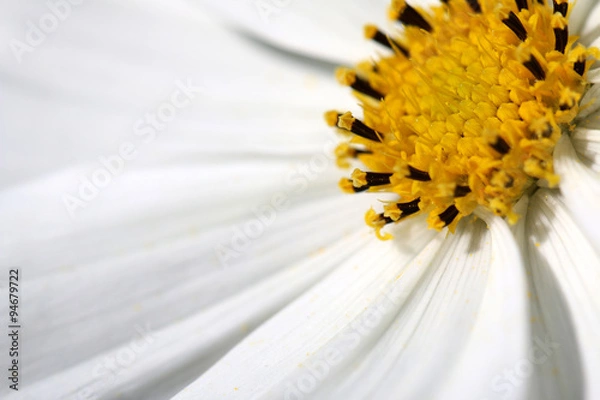 Obraz white daisy macro