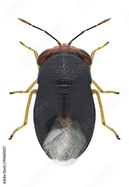 Obraz Bug Geocoris erythrocephalus