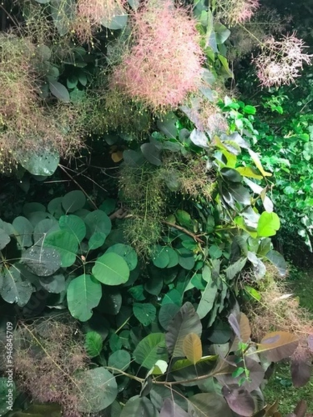 Obraz a fluffy plant