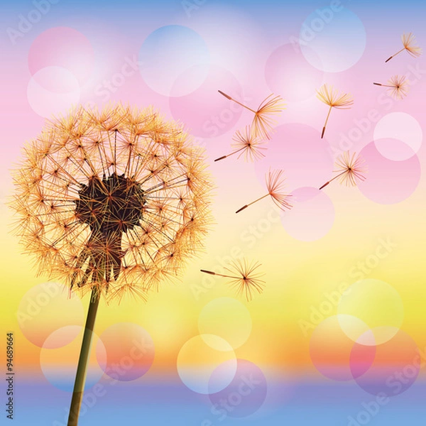 Fototapeta Dandelion on background of sunset