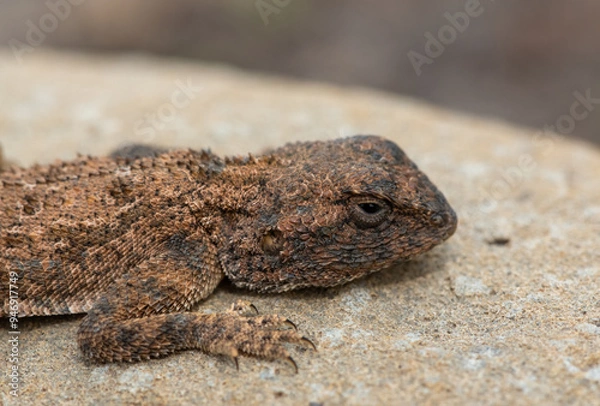 Fototapeta Cute Eastern Ground Agama (Agama aculeata distanti) on a rock in a grassland