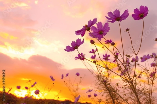 Obraz 秋桜と夕焼け