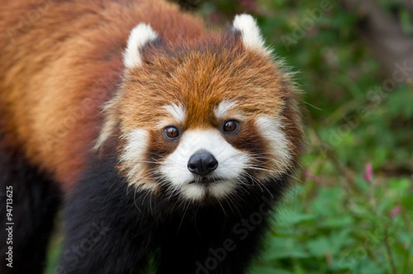 Obraz красная панда