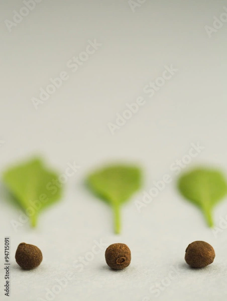 Obraz nuts and Greens