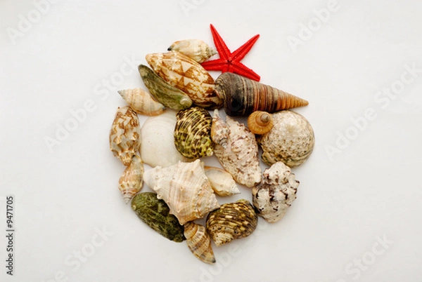 Obraz Seshell collection