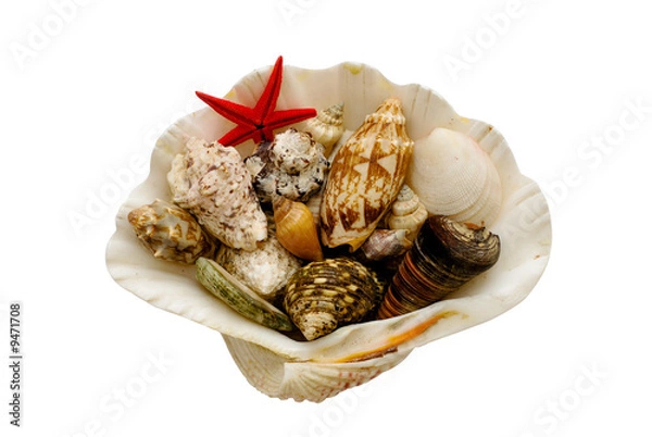 Obraz Various seashells isolated with clipping path