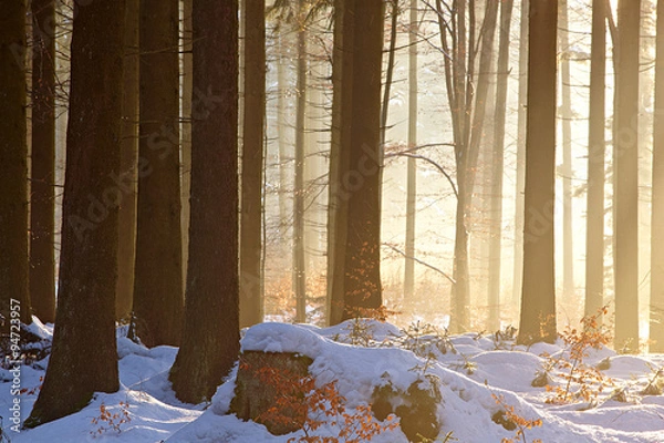 Fototapeta Winterwald