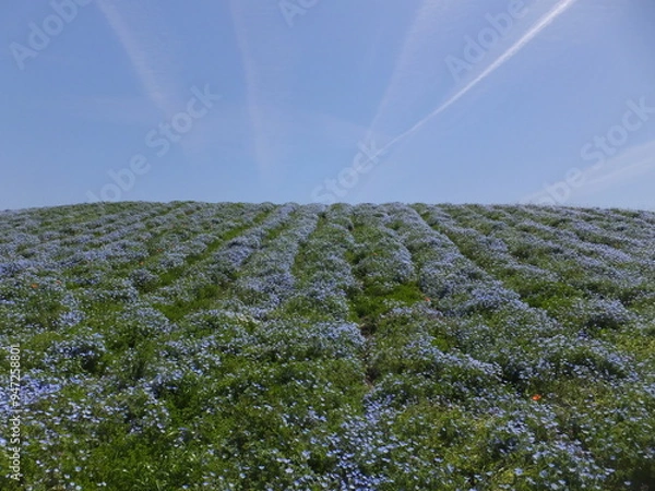 Fototapeta 春のネモフィラ公園ひこうき雲と青い花（舞洲公園）