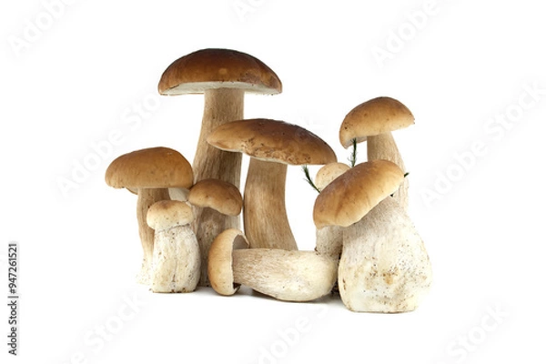 Fototapeta Fresh penny bun mushrooms on a white background presented in a group