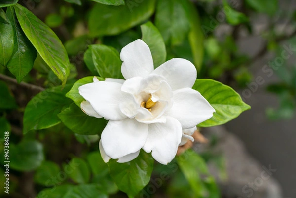 Fototapeta 白いクチナシの花