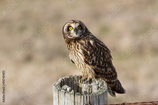 Fototapeta Short eared Owl