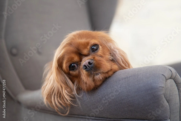 Obraz Portrait of cavalier spaniel