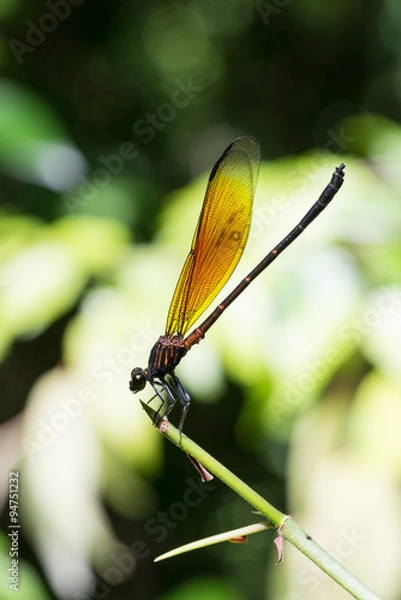 Obraz Dragonfly