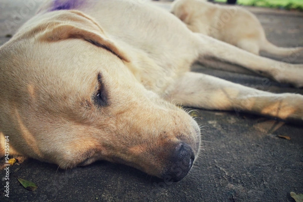 Fototapeta Labrador dog