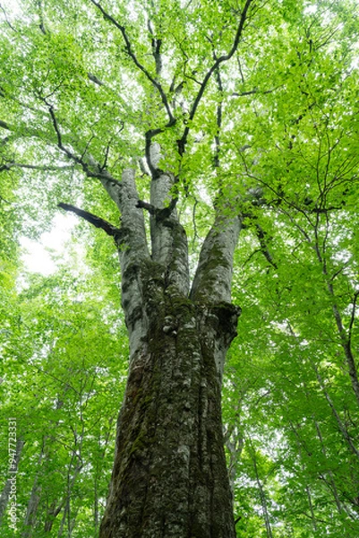 Fototapeta ブナの巨木