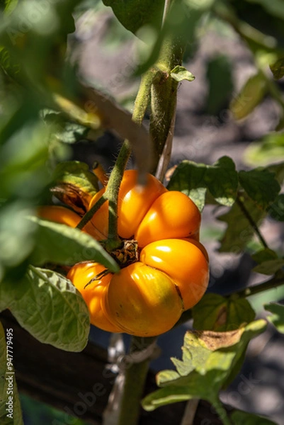 Fototapeta ripe orange tomato on a branch