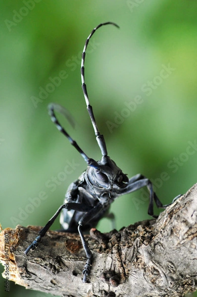 Obraz ゴマダラカミキリムシ