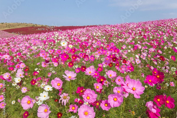 Fototapeta ピンクのコスモス（秋桜）