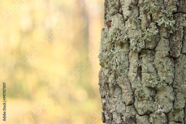 Fototapeta Oak moss (Evernia prunastri). Oak trunk covered with lichen. Cracked oak bark close-up and lichen. Drying of the tree. Damaged bark on the tree trunk, details. Moss