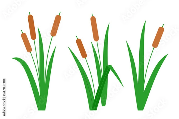 Obraz Southern cattails, Typha domingensis, and common cattails, Typha latifolia. Group of wetland plants marsh reed. Vector illustration in flat style for children's simple design.