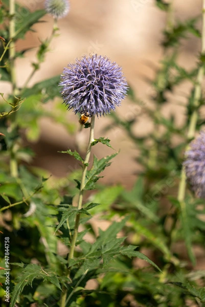 Obraz thistle flower in bloom