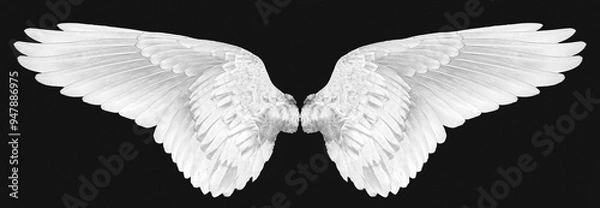 Obraz white wings on a black background