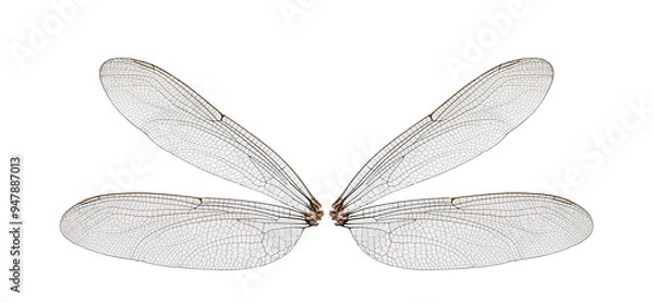 Obraz dragonfly wings on a white,isolated