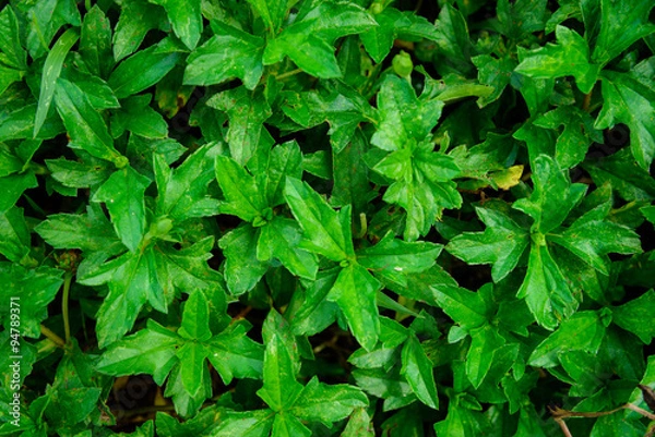 Obraz green leaf background