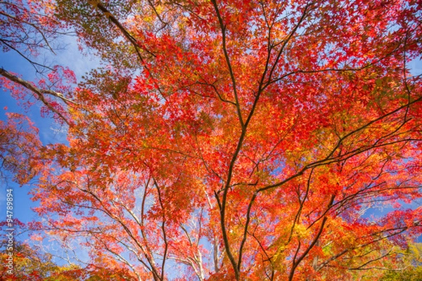 Fototapeta 紅葉したもみじ