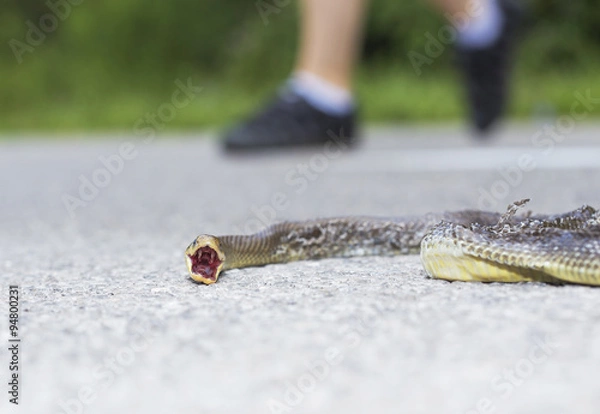 Obraz Dead snake