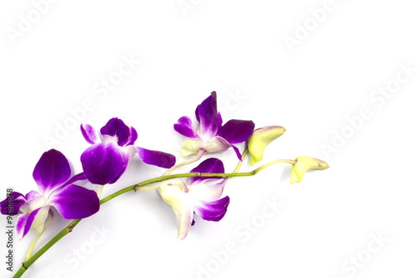 Obraz purple orchid on white background