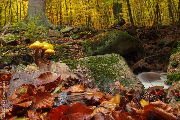 Fototapeta Magic Forest