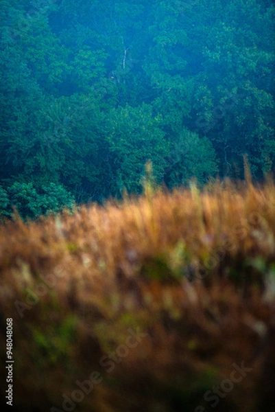 Fototapeta Summer morning with fog , green field , green trees , forest at summer . Yellow sunrise over the trees , sunny days . Fog over the trees and field , tree on field with grass , beautiful landscape 