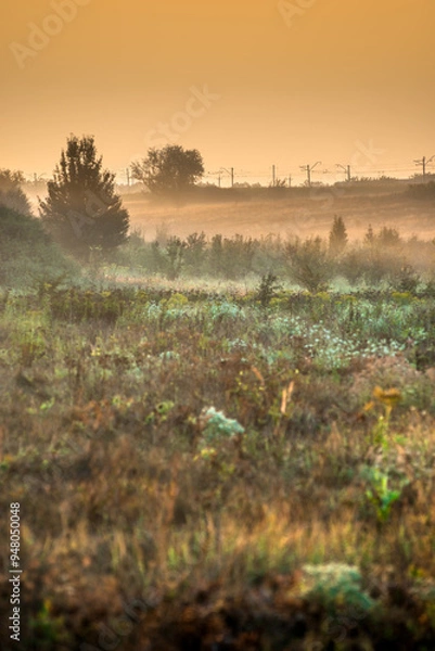 Fototapeta Summer landscape with sunlights , wild nature ,. foggy . Golden sun , yellow colors . Green grass. Trees on the field , beautiful colors in landscape