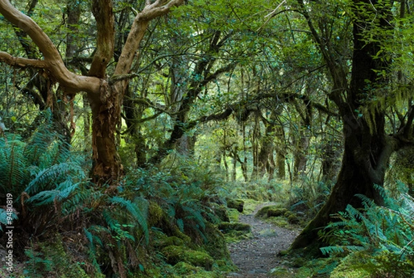 Obraz primeval forest on kepler track, fiordland, new zealand