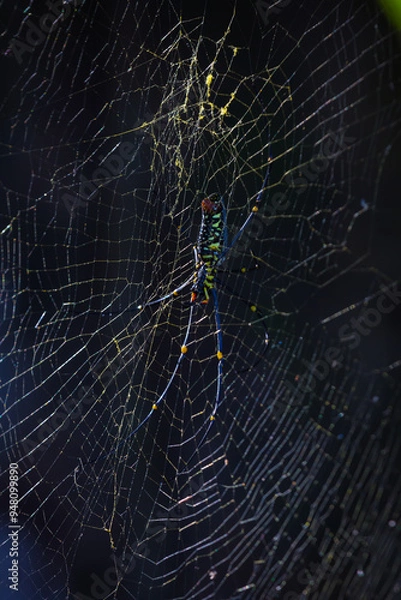 Obraz A large forest spider is setting a web trap.