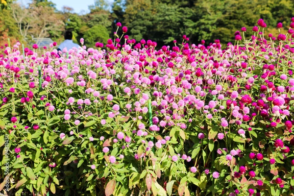 Fototapeta ピンクの千日紅