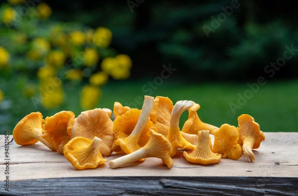 Obraz Edible mushrooms