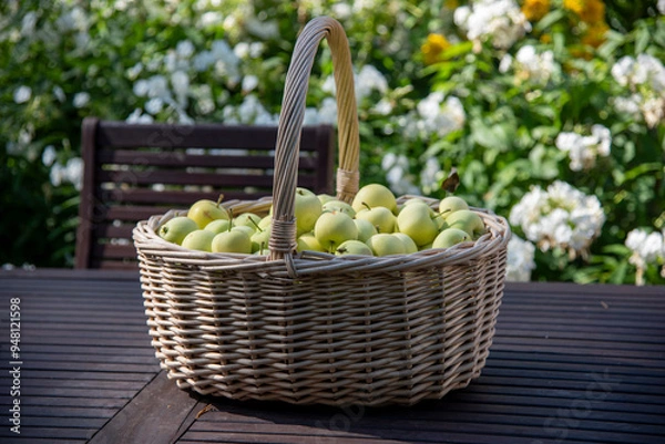 Obraz Apple basket in garden