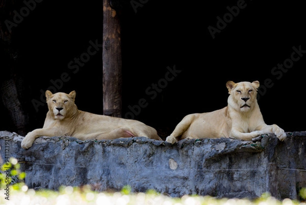Obraz The big lion king in a zoo in Thailand