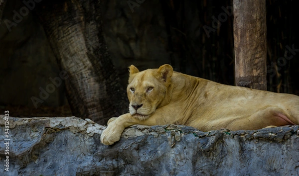 Obraz The big lion king in a zoo in Thailand