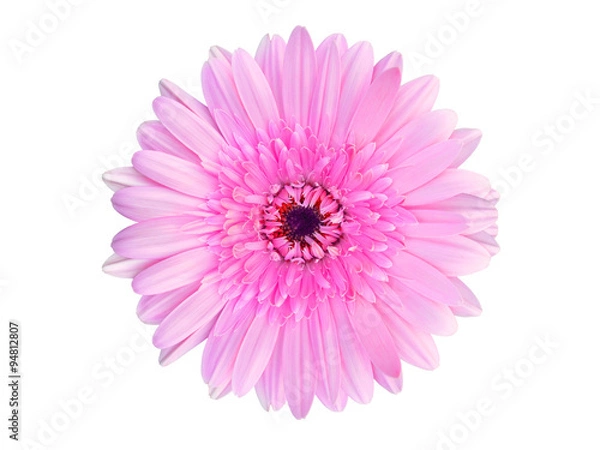 Fototapeta close up of beautiful gerbera flower