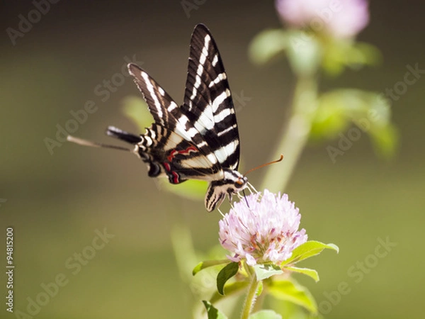 Obraz Zebra Swallowtail (4)