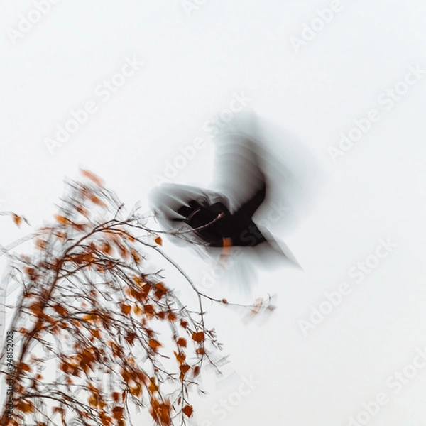 Obraz Blurred motion of a black bird taking off from a tree branch with autumn leaves