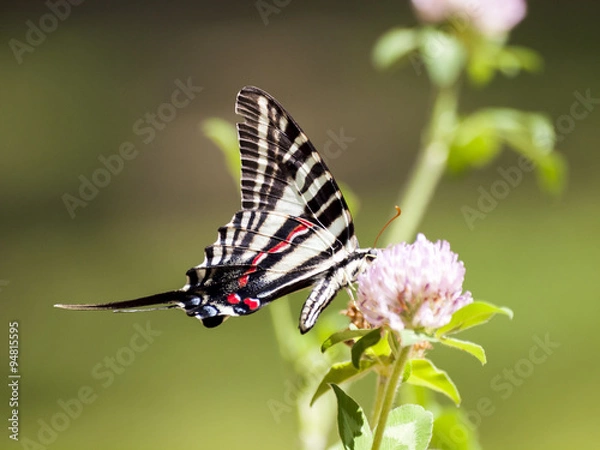 Fototapeta Zebra Swallowtail (3)