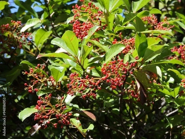 Obraz サンゴジュの実