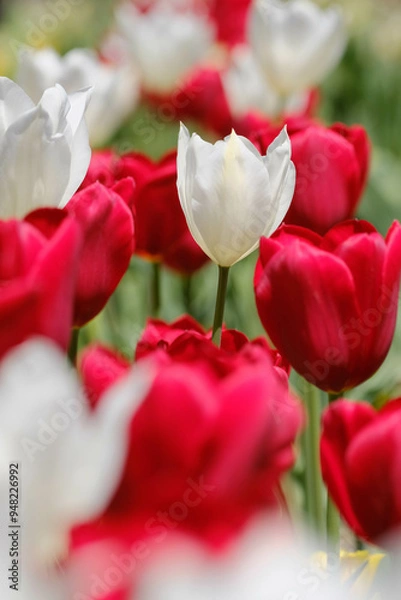 Obraz 紅白のチューリップ