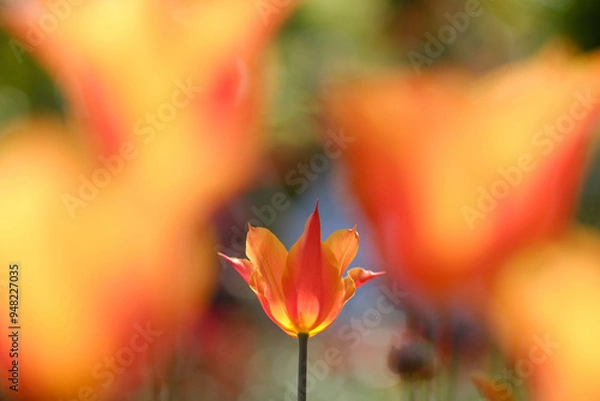 Obraz チューリップに囲まれて