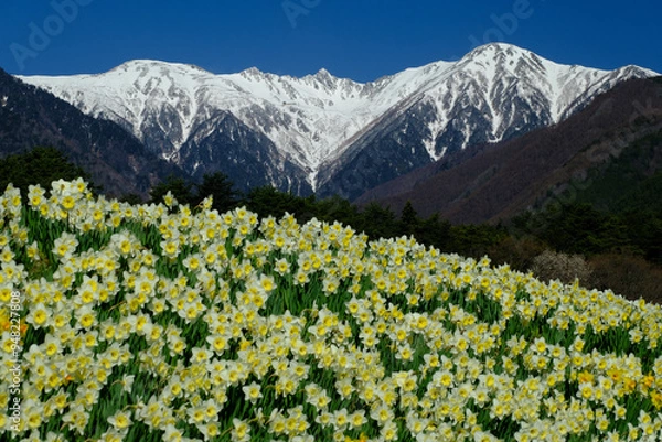 Obraz 木曽駒とスイセン